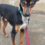 Mischling Miko, 05/2023, ca. 40 cm