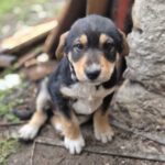 Mischling Mila, 12/2025, Endgröße ca. 50 cm