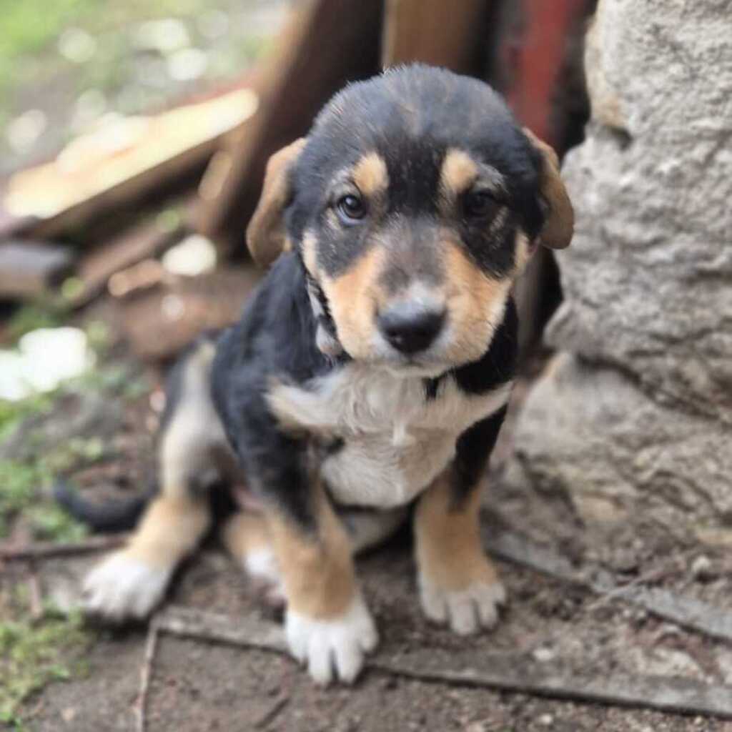 Mischling Mila, 12/2025, Endgröße ca. 50 cm