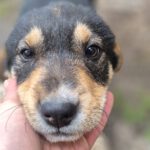 Mischling Mila, 12/2025, Endgröße ca. 50 cm