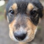 Mischling Mila, 12/2025, Endgröße ca. 50 cm