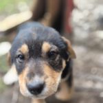 Mischling Mila, 12/2025, Endgröße ca. 50 cm