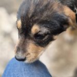 Mischling Mila, 12/2025, Endgröße ca. 50 cm