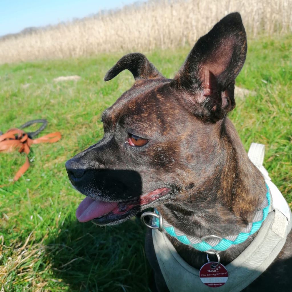 franz. Bulldogge Mischling Moba, 07/2021, ca. 30 cm, 52349 Düren