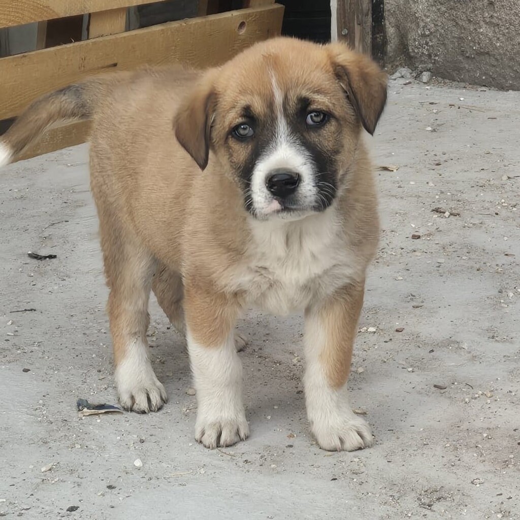 Mischling Moja, 01/2026, Endgröße ca. 60 cm