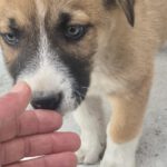 Mischling Moja, 01/2026, Endgröße ca. 60 cm