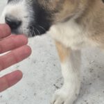 Mischling Moja, 01/2026, Endgröße ca. 60 cm