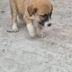 Mischling Moja, 01/2026, Endgröße ca. 60 cm