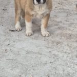 Mischling Moja, 01/2026, Endgröße ca. 60 cm