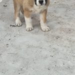 Mischling Moja, 01/2026, Endgröße ca. 60 cm