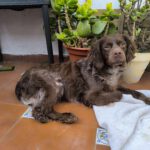 Bretone Moka, 02/2024, ca. 45 cm