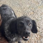 Bretone Moka, 02/2024, ca. 45 cm