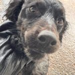 Bretone Moka, 02/2024, ca. 45 cm