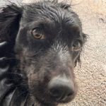 Bretone Moka, 02/2024, ca. 45 cm