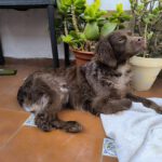 Bretone Moka, 02/2024, ca. 45 cm