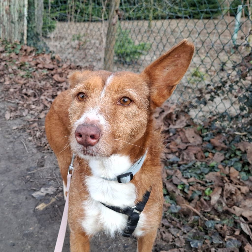 Podenco Mona, 03/2018, ca. 45 cm, 69469 Weinheim