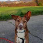 Podenco Mona, 03/2018, ca. 45 cm, 69469 Weinheim