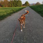 Podenco Mona, 03/2018, ca. 45 cm, 69469 Weinheim