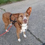 Podenco Mona, 03/2018, ca. 45 cm, 69469 Weinheim