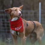 Podenco Mona, 03/2018, ca. 45 cm, 69469 Weinheim