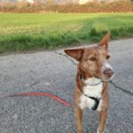 Podenco Mona, 03/2018, ca. 45 cm, 69469 Weinheim