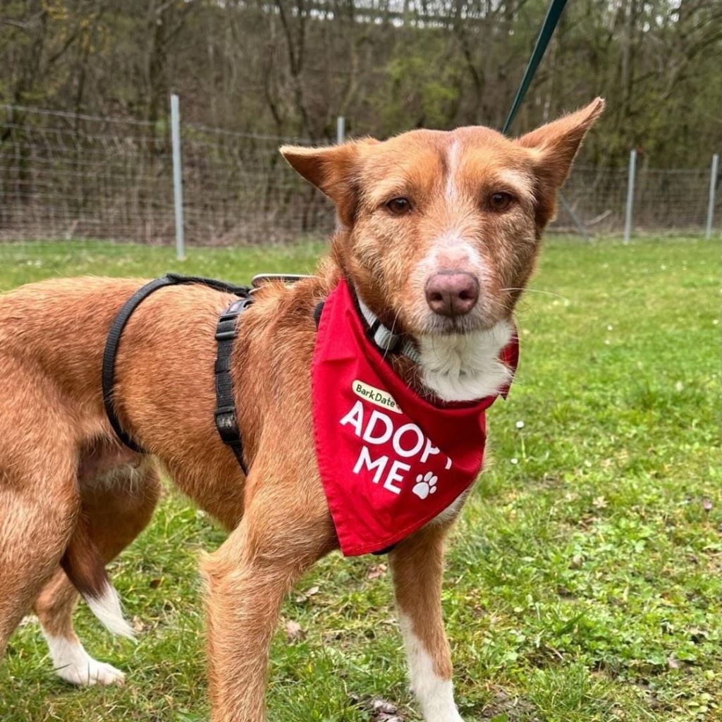 Podenco Mona, 03/2018, ca. 45 cm, 69469 Weinheim