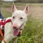 Podenco Moncho, 11/2023, ca. 40 cm