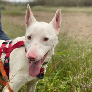 Podenco Moncho, 11/2023, ca. 40 cm