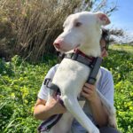 Podenco Moncho, 11/2023, ca. 40 cm