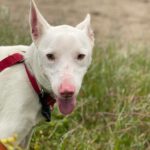 Podenco Moncho, 11/2023, ca. 40 cm