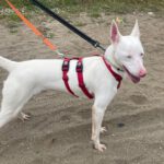 Podenco Moncho, 11/2023, ca. 40 cm