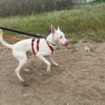 Podenco Moncho, 11/2023, ca. 40 cm