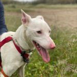 Podenco Moncho, 11/2023, ca. 40 cm
