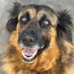 Schäferhund Morena, 01/2016, ca. 60 cm, 72184 Eutingen im Gäu