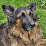 Schäferhund Morena, 01/2016, ca. 60 cm, 72184 Eutingen im Gäu