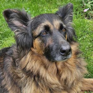 Schäferhund Morena, 01/2016, ca. 60 cm, 72184 Eutingen im Gäu