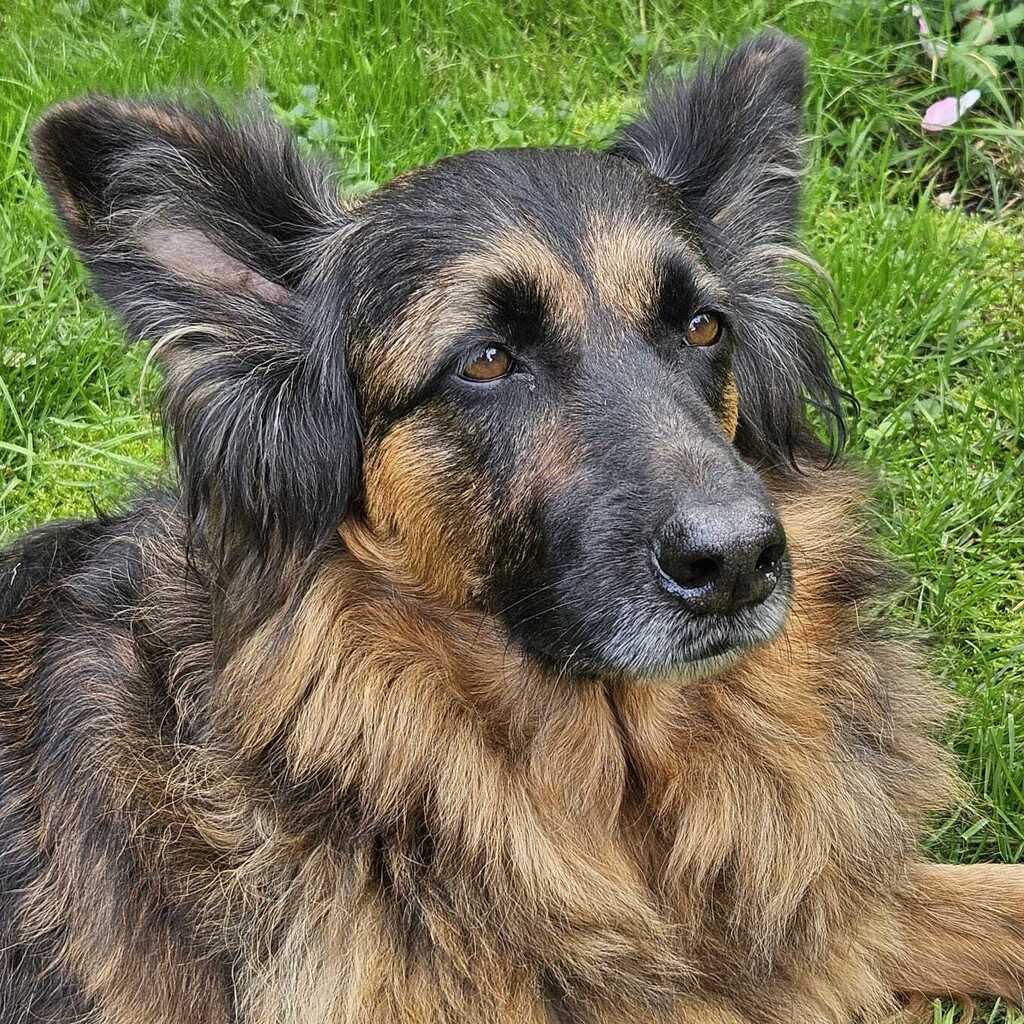 Schäferhund Morena, 01/2016, ca. 60 cm, 72184 Eutingen im Gäu