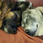 Schäferhund Morena, 01/2016, ca. 60 cm, 72184 Eutingen im Gäu