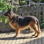 Schäferhund Morena, 01/2016, ca. 60 cm, 72184 Eutingen im Gäu