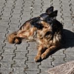 Schäferhund Morena, 01/2016, ca. 60 cm, 72184 Eutingen im Gäu