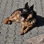 Schäferhund Morena, 01/2016, ca. 60 cm, 72184 Eutingen im Gäu