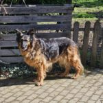 Schäferhund Morena, 01/2016, ca. 60 cm, 72184 Eutingen im Gäu