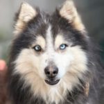 Pomsky Mowgli, 12/2023,ca. 40 cm