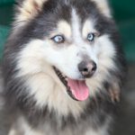 Pomsky Mowgli, 12/2023,ca. 40 cm