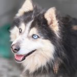 Pomsky Mowgli, 12/2023,ca. 40 cm
