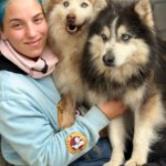 Pomsky Mowgli, 12/2023,ca. 40 cm