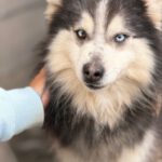 Pomsky Mowgli, 12/2023,ca. 40 cm