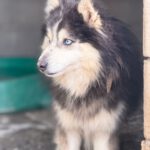 Pomsky Mowgli, 12/2023,ca. 40 cm