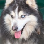 Pomsky Mowgli, 12/2023,ca. 40 cm