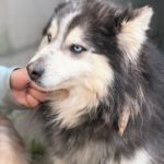 Pomsky Mowgli, 12/2023,ca. 40 cm